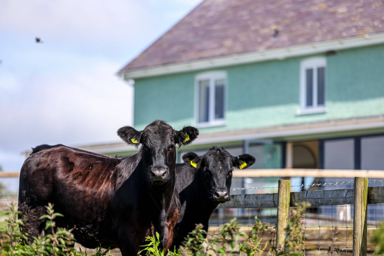 Waen Farm House - Local Cattle